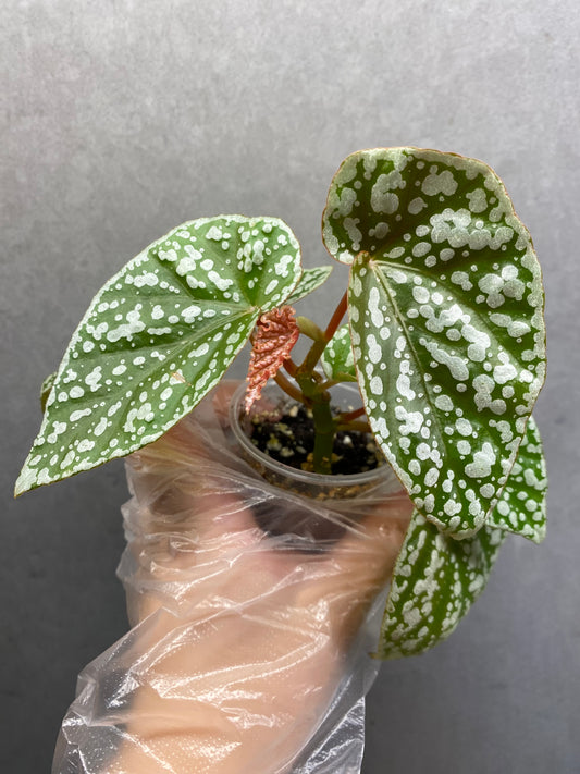 🌿 Begonia 'Snow Cap'