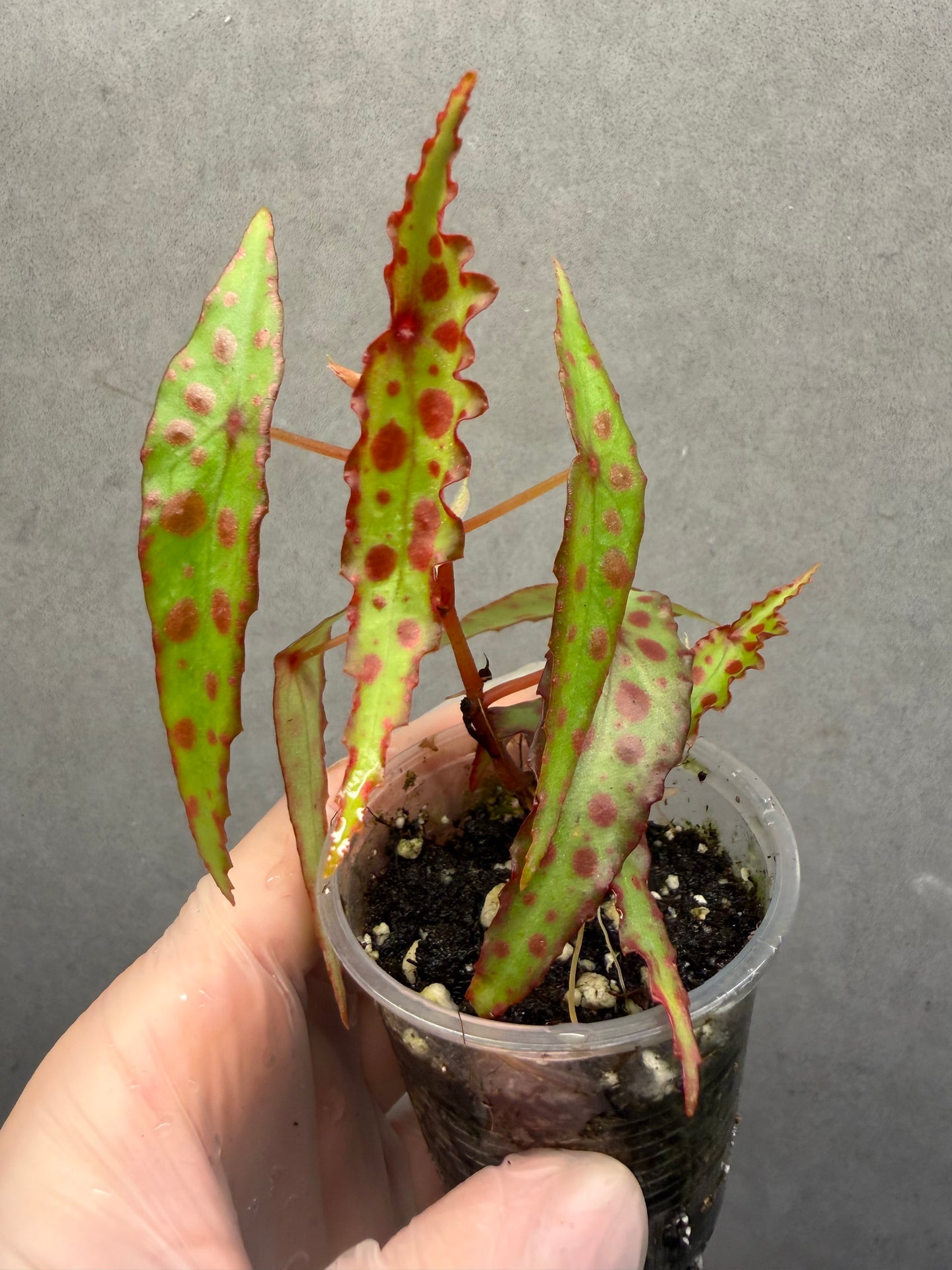 🌿 Begonia Amphioxus（two plants）