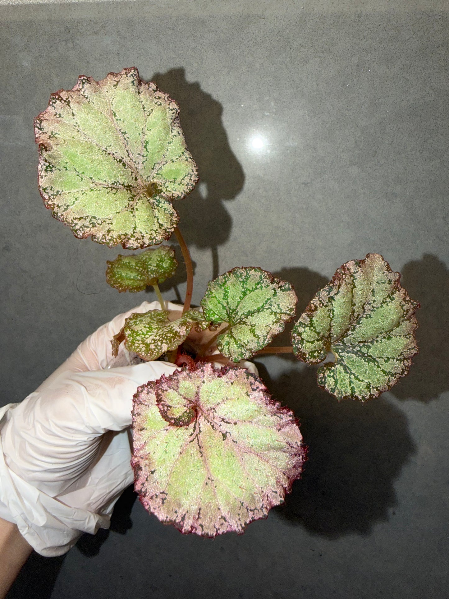 🌿Begonia ‘Pink Panther’