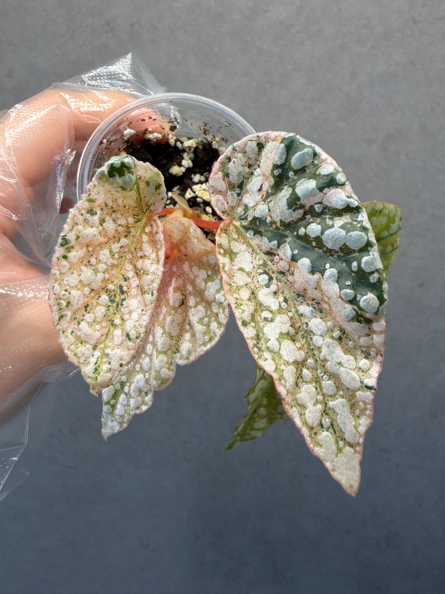 🌿 Begonia 'Snow Cap Pink' Variegated