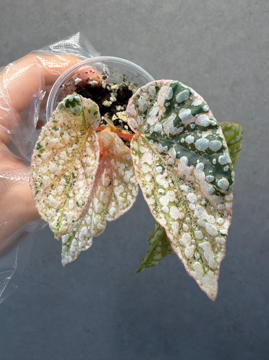 🌿 Begonia 'Snow Cap Pink' Variegated