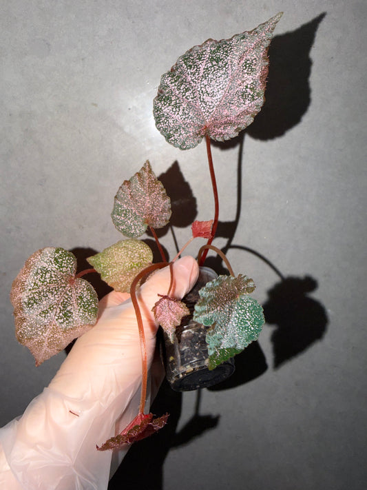🌿 Begonia 'Robin