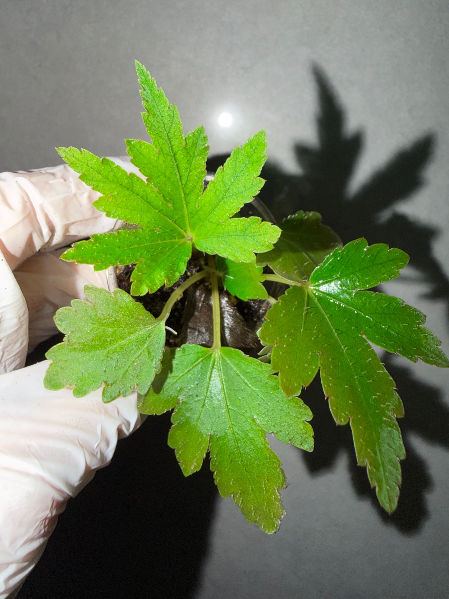 🌿Begonia scorpiuroloba