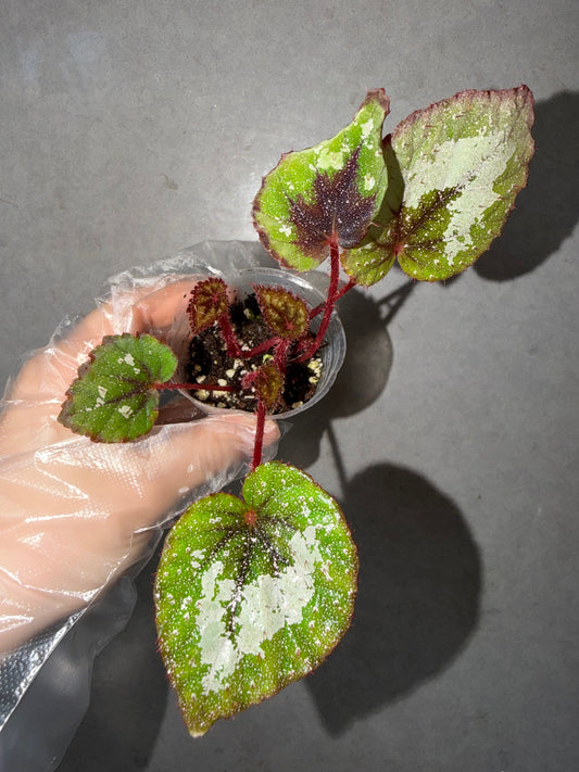 🌠 Begonia ‘DS-Antares’