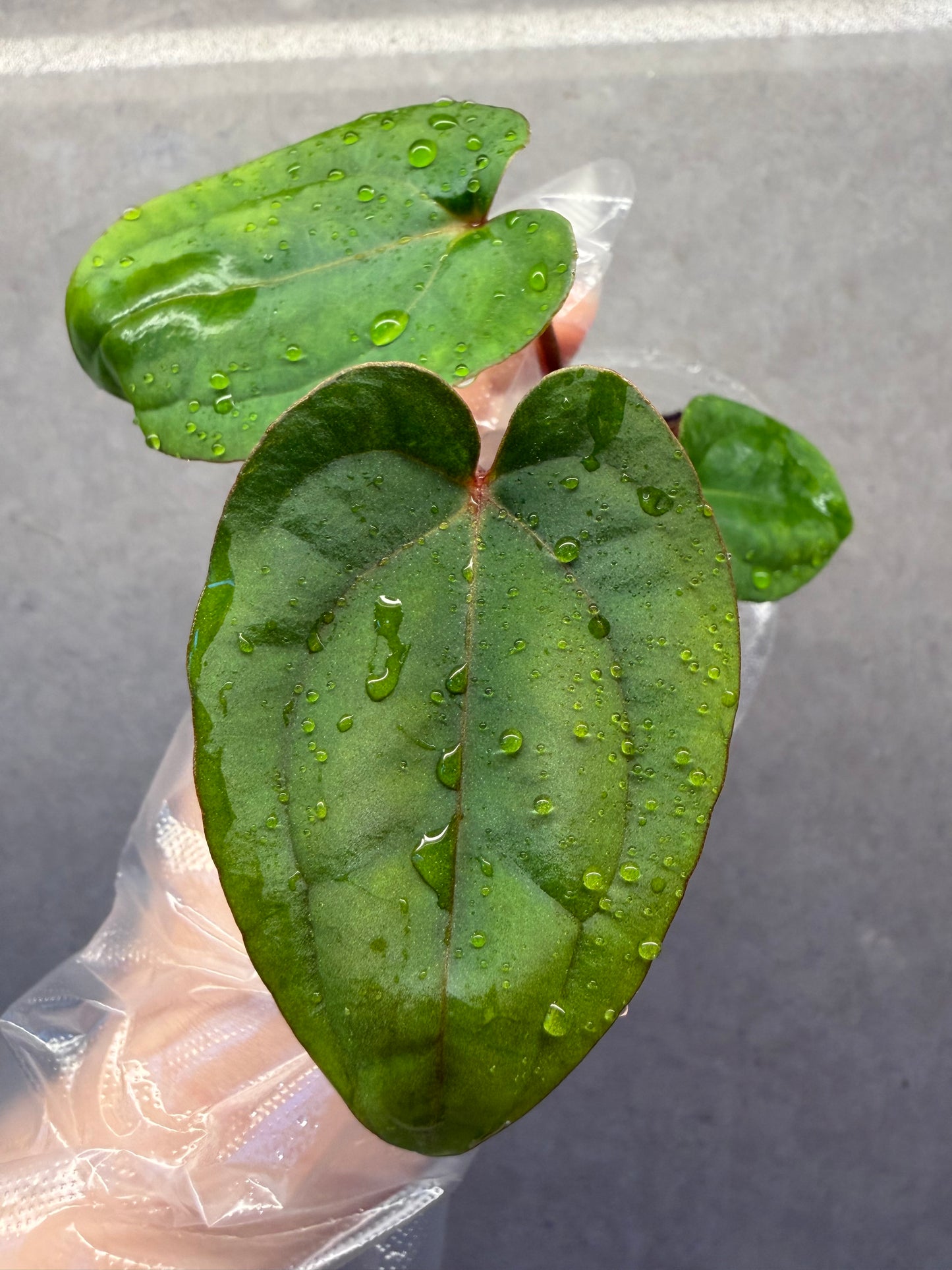 🌿Anthurium Bvep* Dark Phoenix