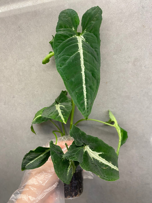 🌿 Syngonium wendlandii