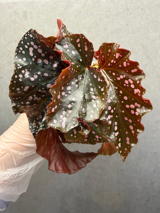 🌹Begonia ‘Cracklin Rosie