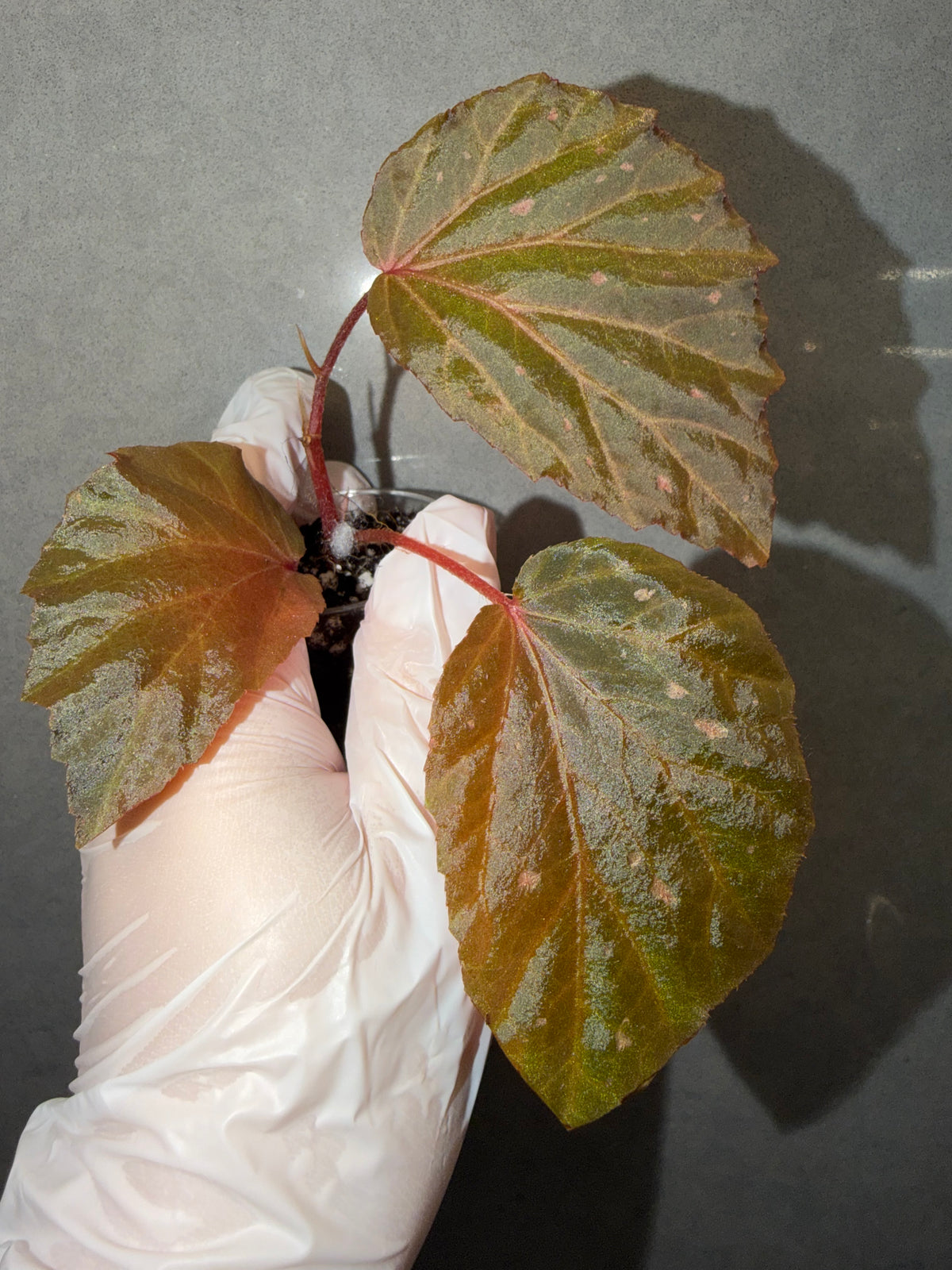 🌿Begonia ’Black Bat‘