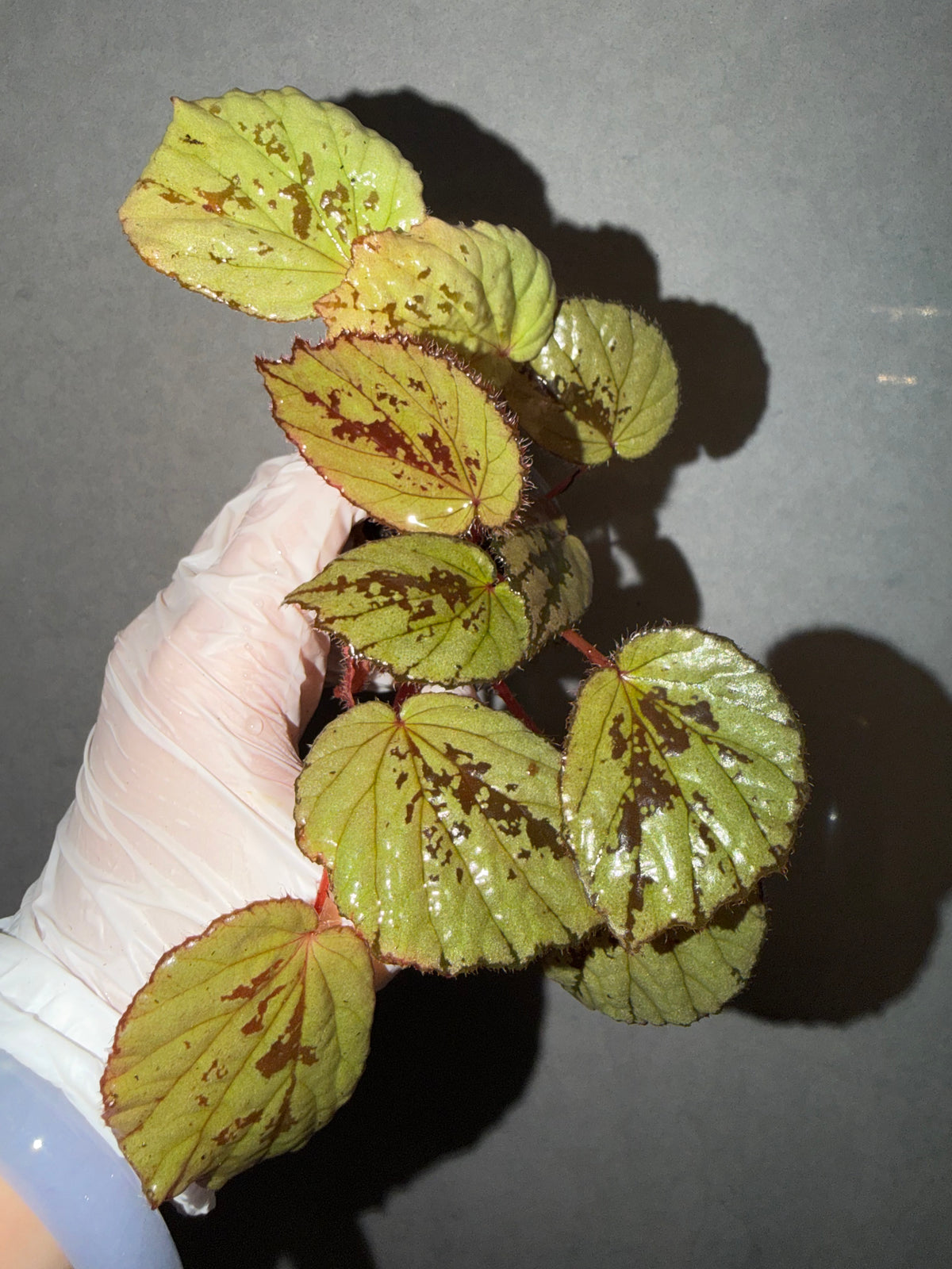 🌿 Begonia aketajawensis (Green)