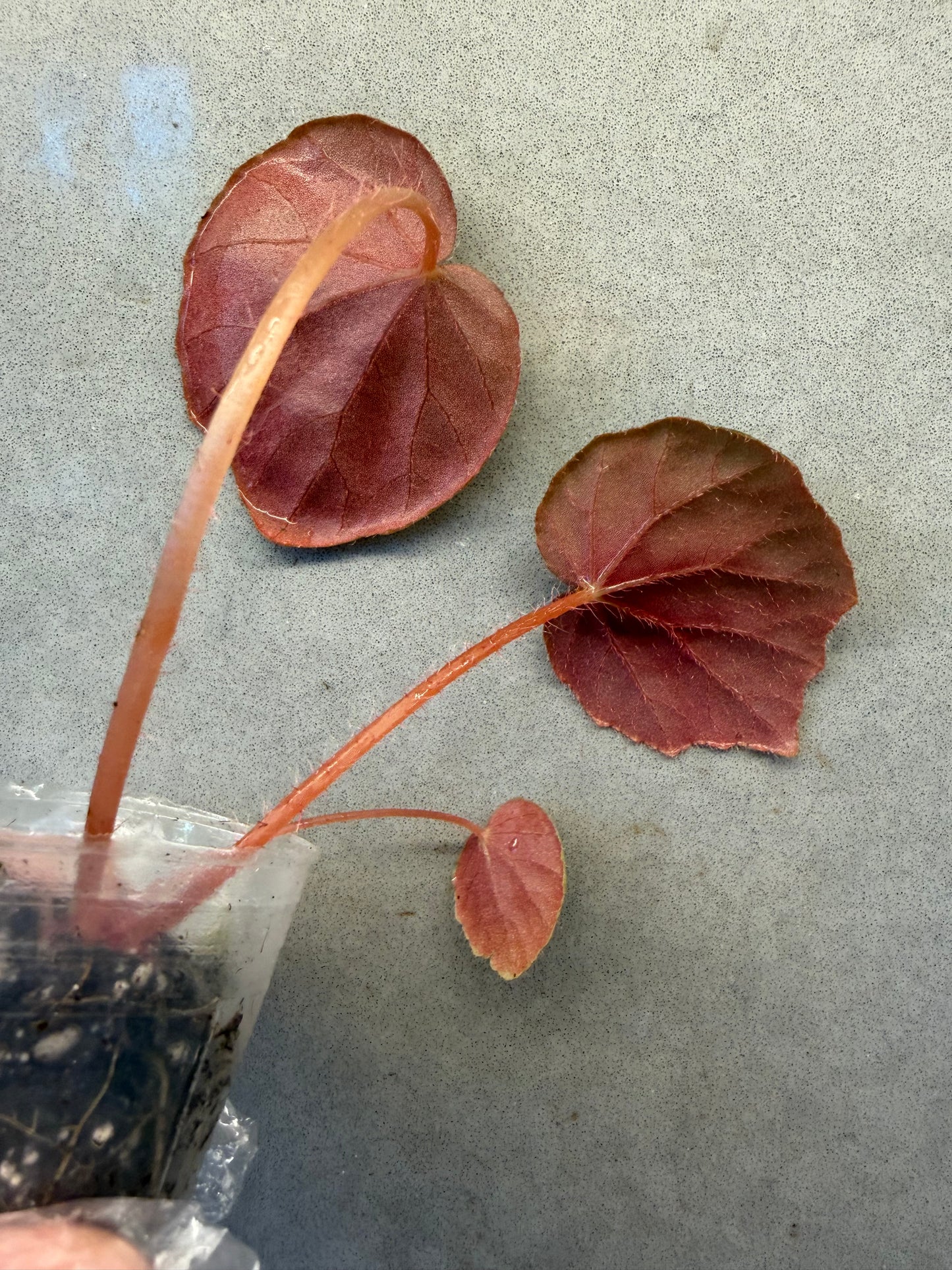 🌿Begonia Red Noid