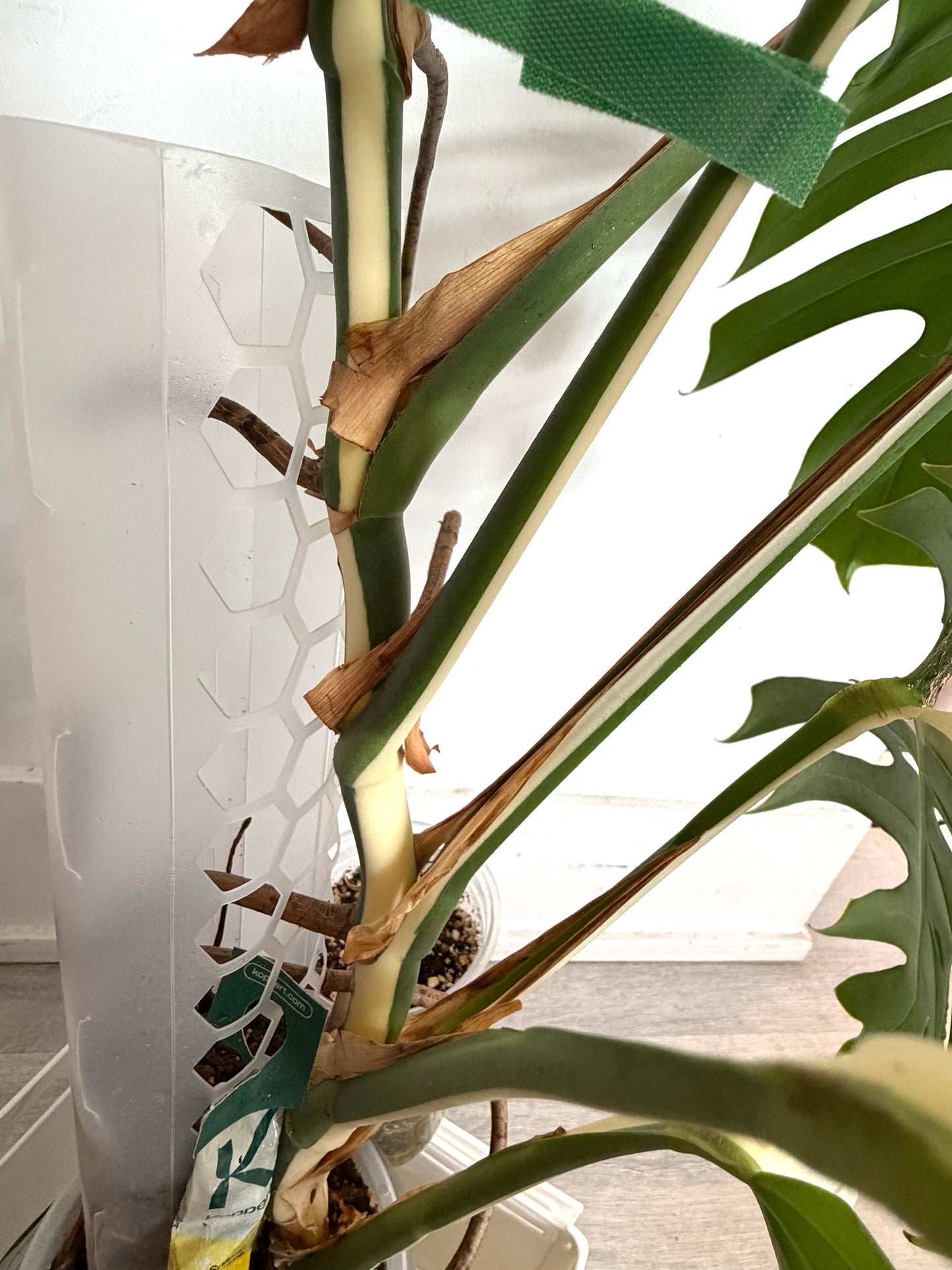 🌿Monstera Half Moon Albo（Only GTA）