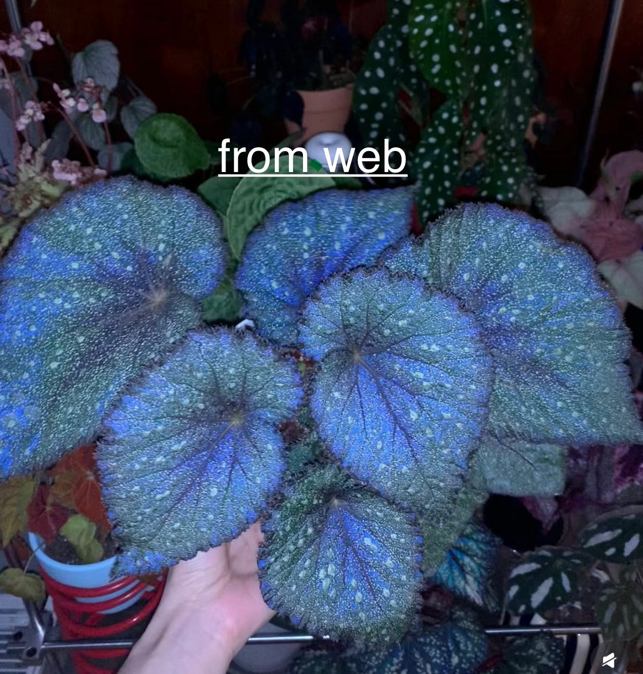 🌿Begonia ’Morning Dew‘