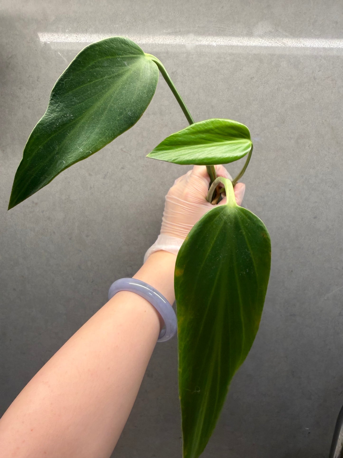 🌿 Monstera 'Burle Marx Flame'