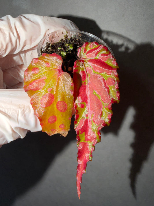 💗Begonia Amphioxus hybrid 🌶️
