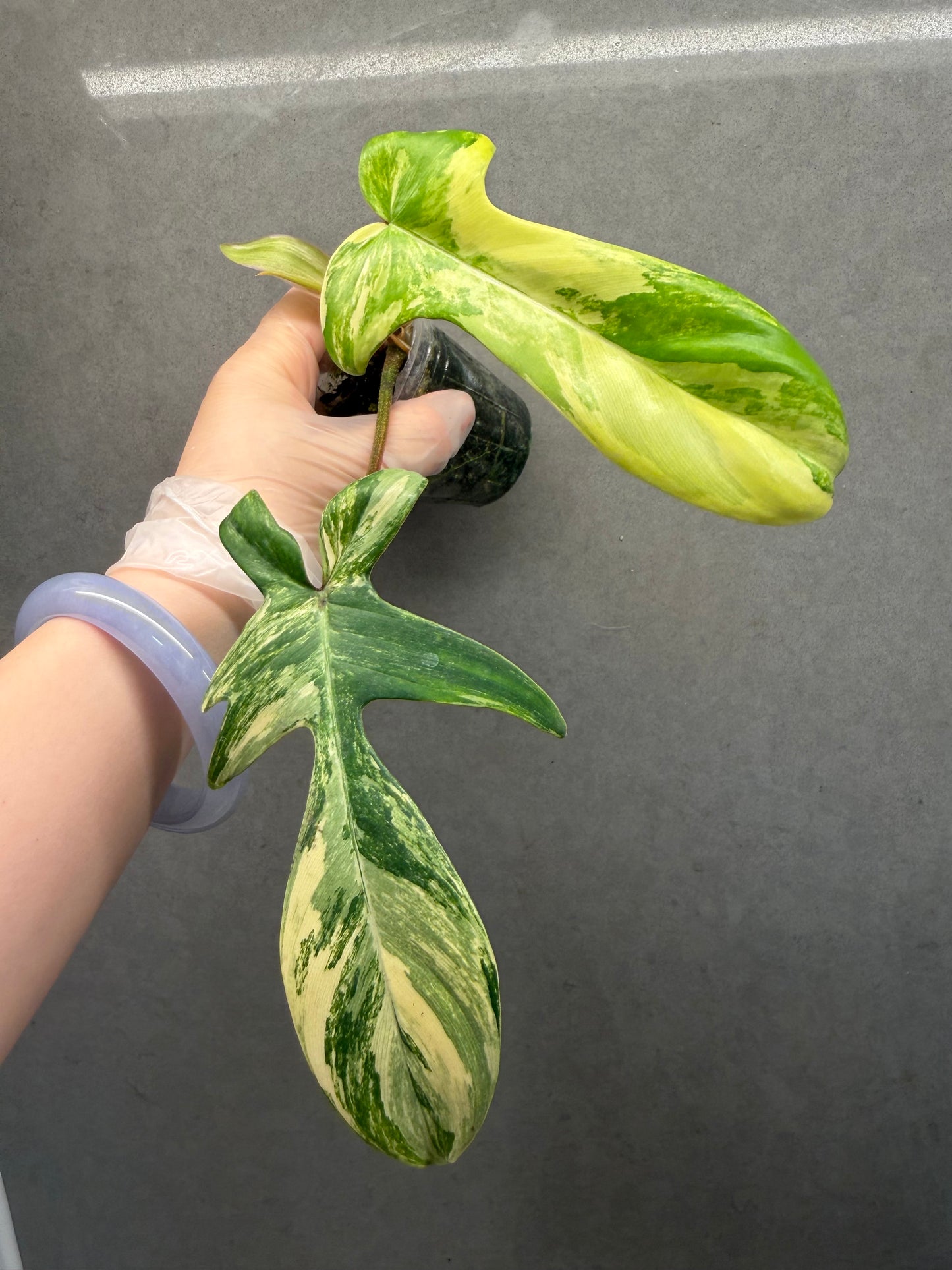 🌿Philodendron Florida Beauty