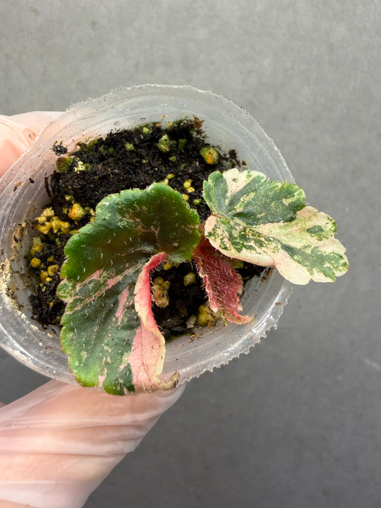 🌿 Begonia ‘Ginny Galaxy’ variegated