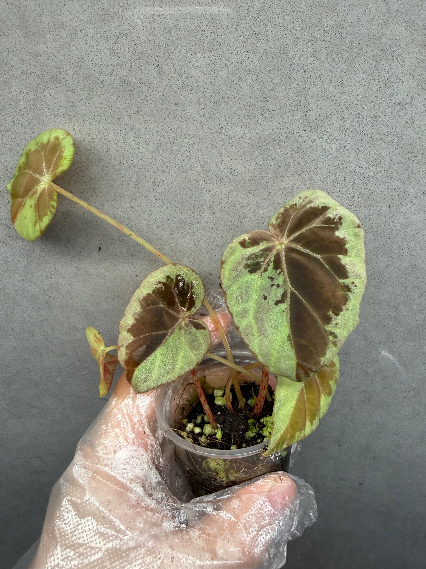 🌙 Begonia Burkillii Green Form ‘Half Moon’