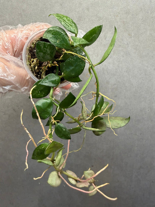 🌿Hoya Lacunosa silver