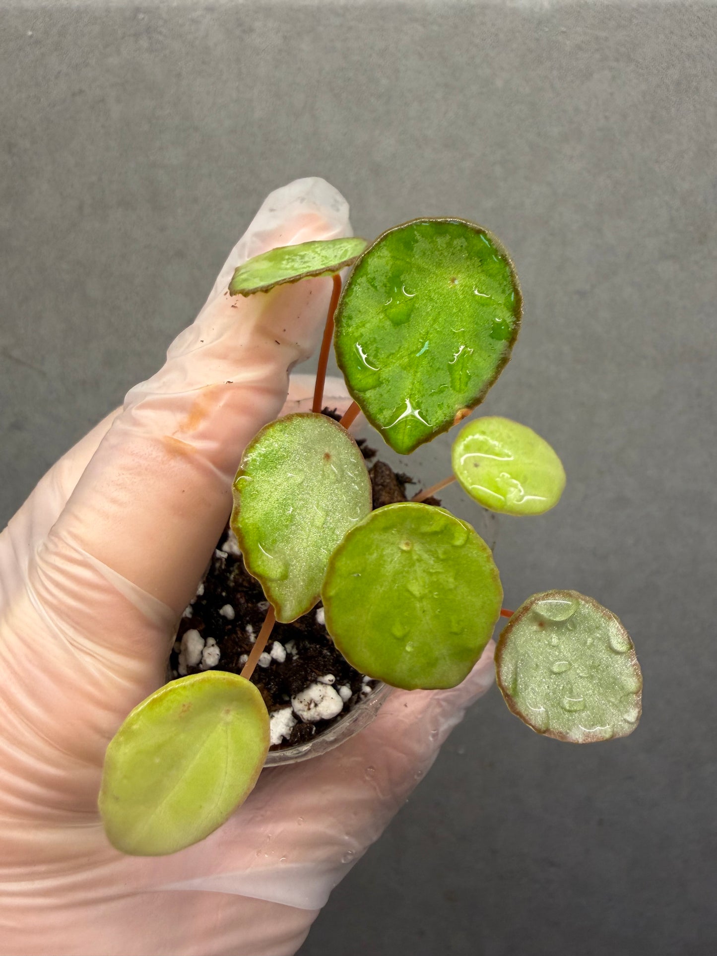 🌿 Begonia scapigera