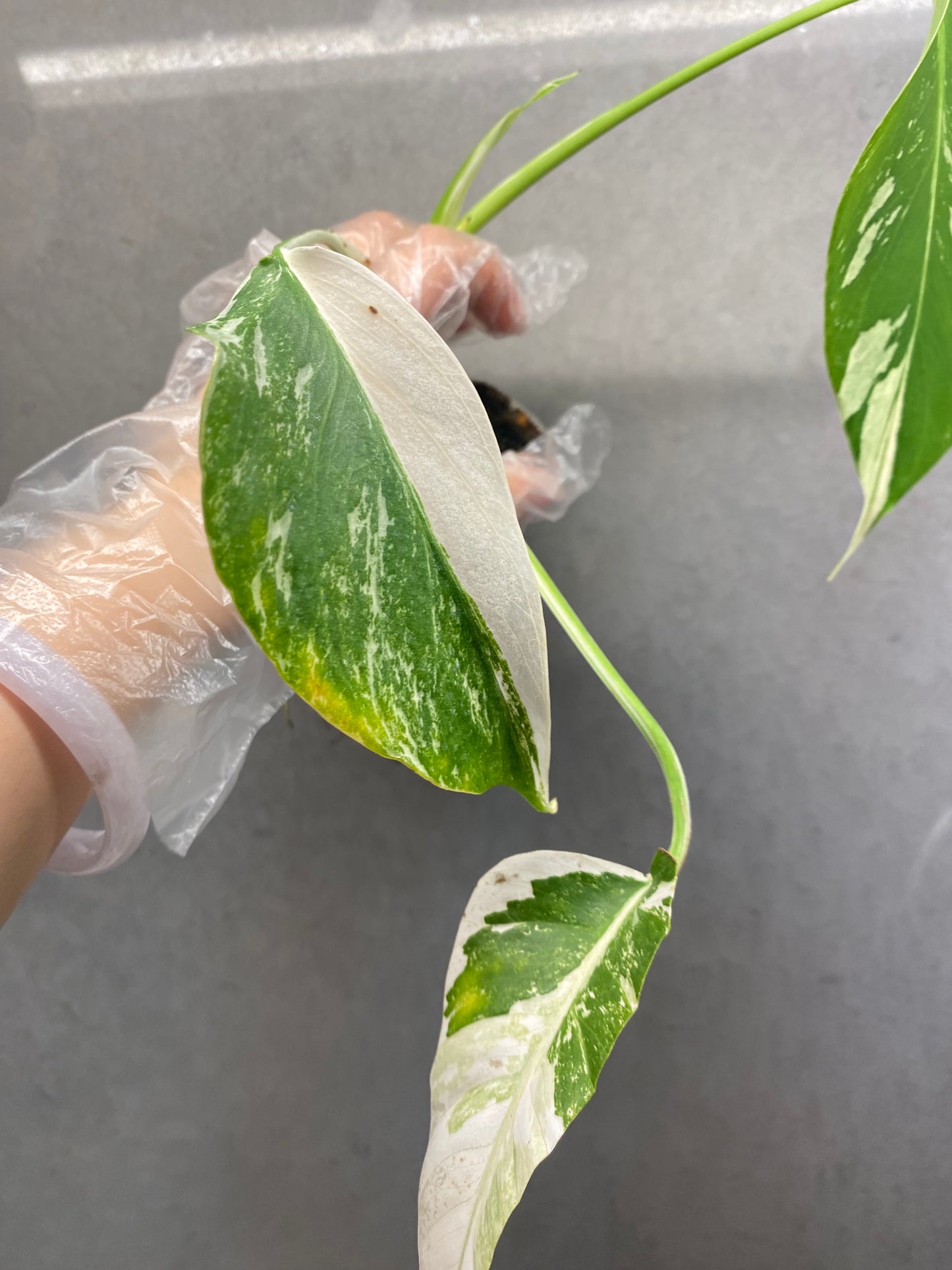 🌿 Monstera albo variegata