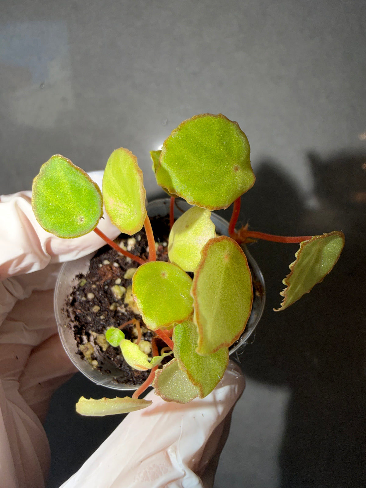 Begonia 5 Combo：Roseopunctata➕ scapigera➕U508➕ burkillii green form➕ Silver Dollar
