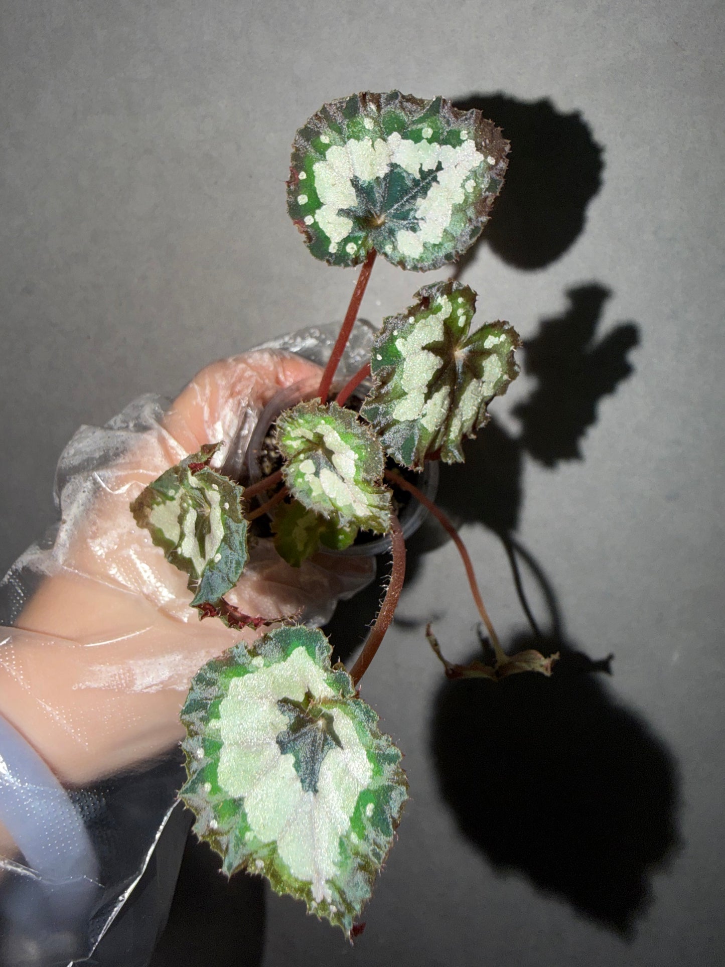 🌿 Begonia 'Dolce Vita'