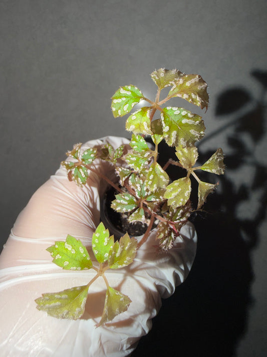 🌿Begonia hemsleyana ‘pink spot’
