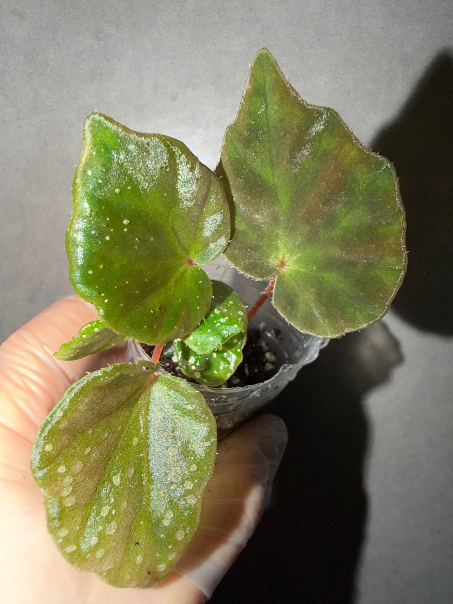 🌿Begonia luzhaiensis