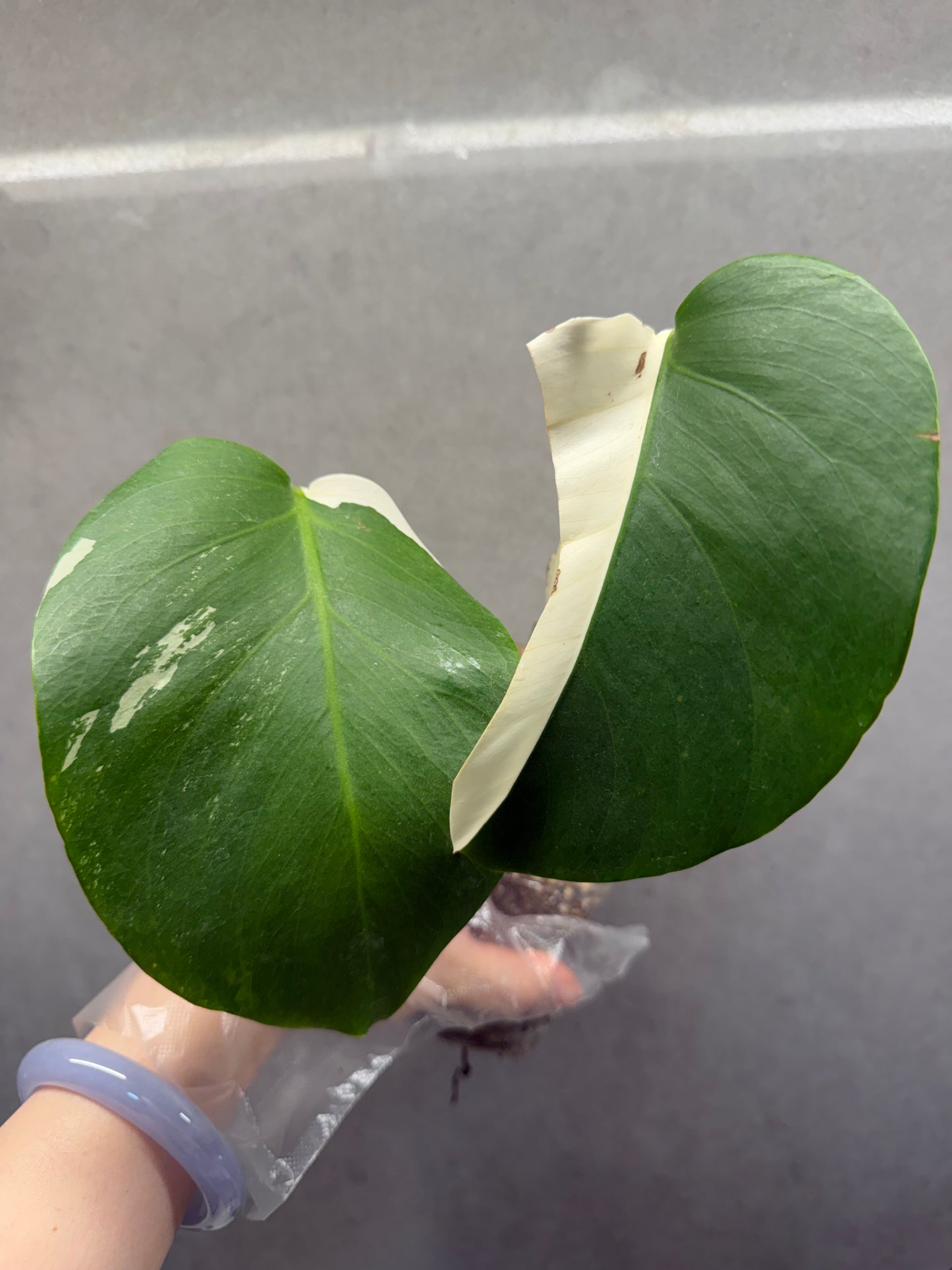 🌿Monstera Albo