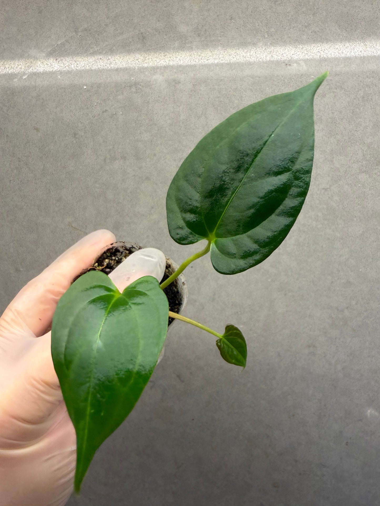 🌿Anthurium Aos*Papi