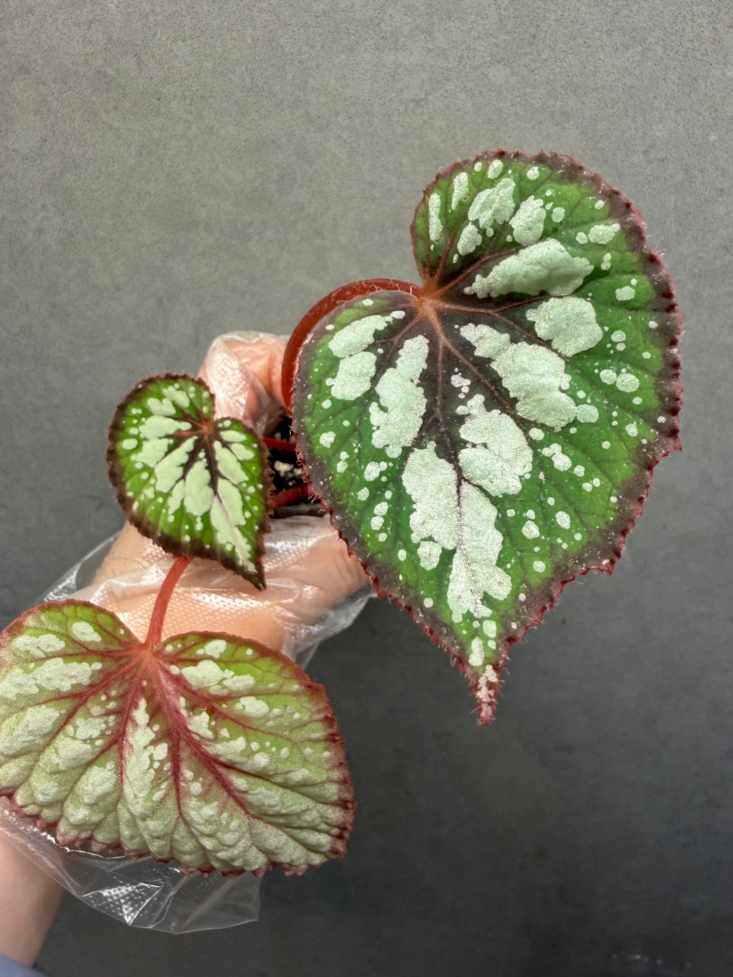 🍵 Begonia ‘Matcha Chocolate’