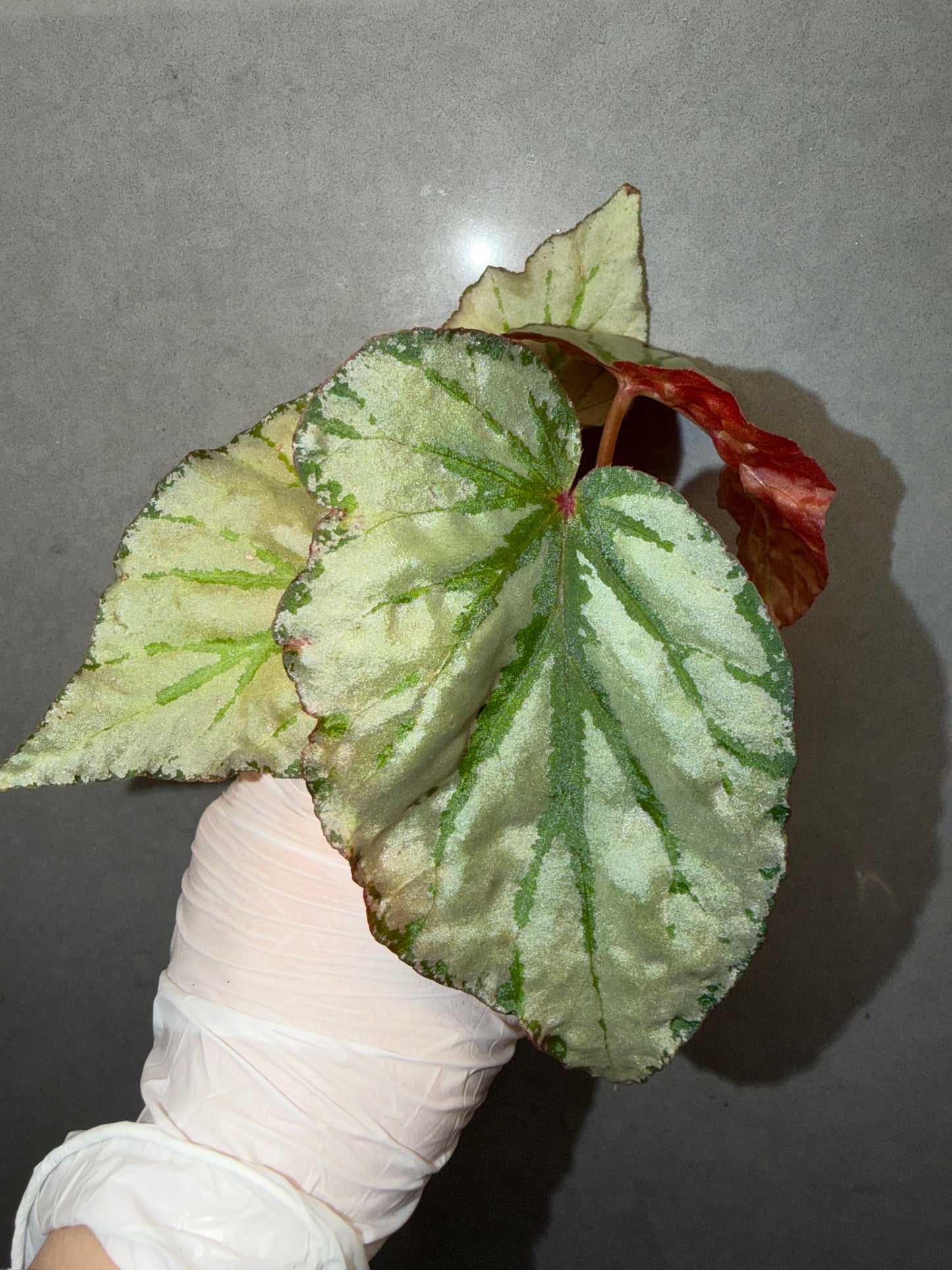 🌿Begonia looking glass