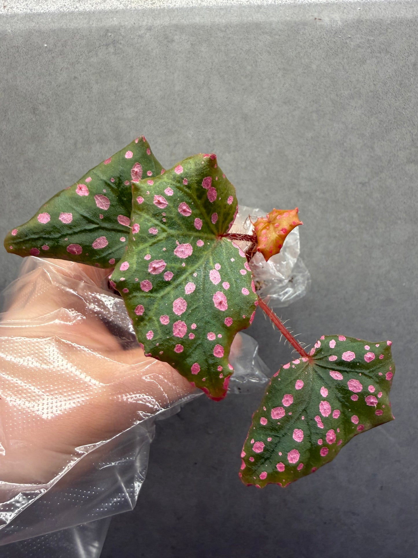 🌸Begonia Muara wahau
