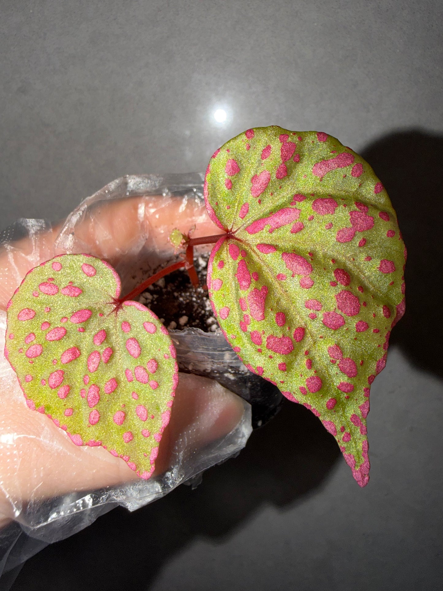 🌸Begonia Roseopunctata