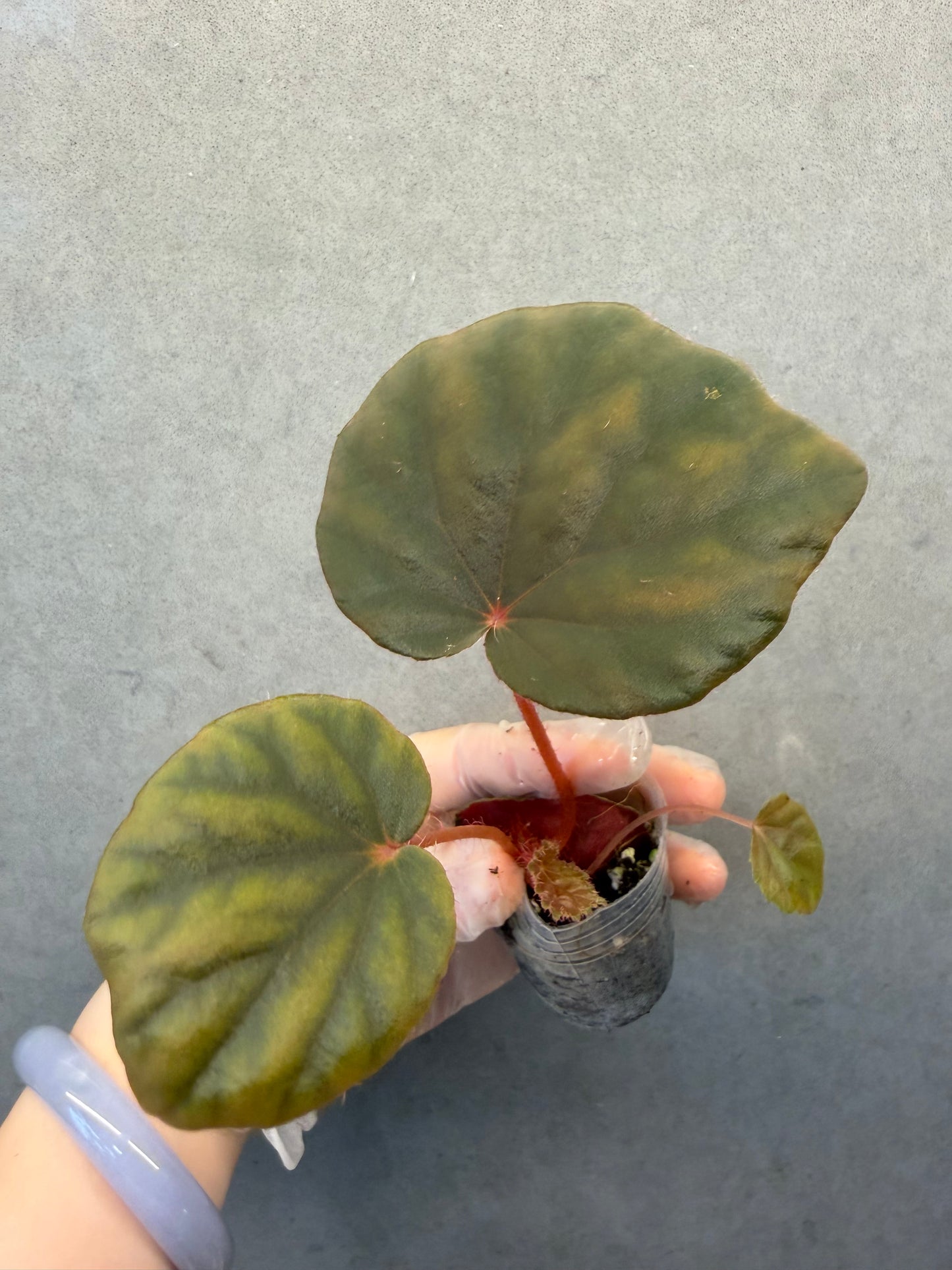 🌿Begonia Red Noid