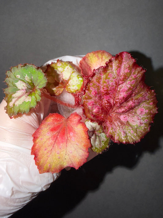 🩷Begonia ’Monet‘