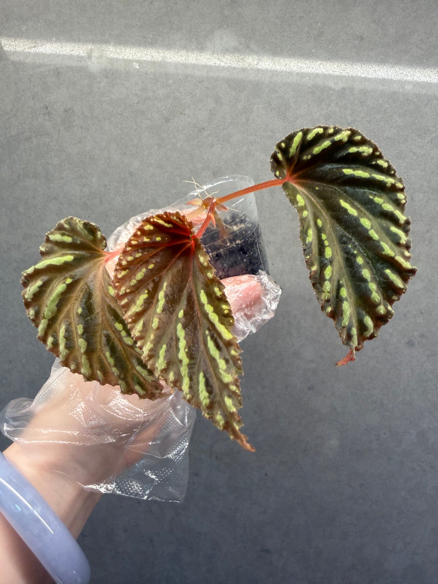 🌿 Begonia atricha