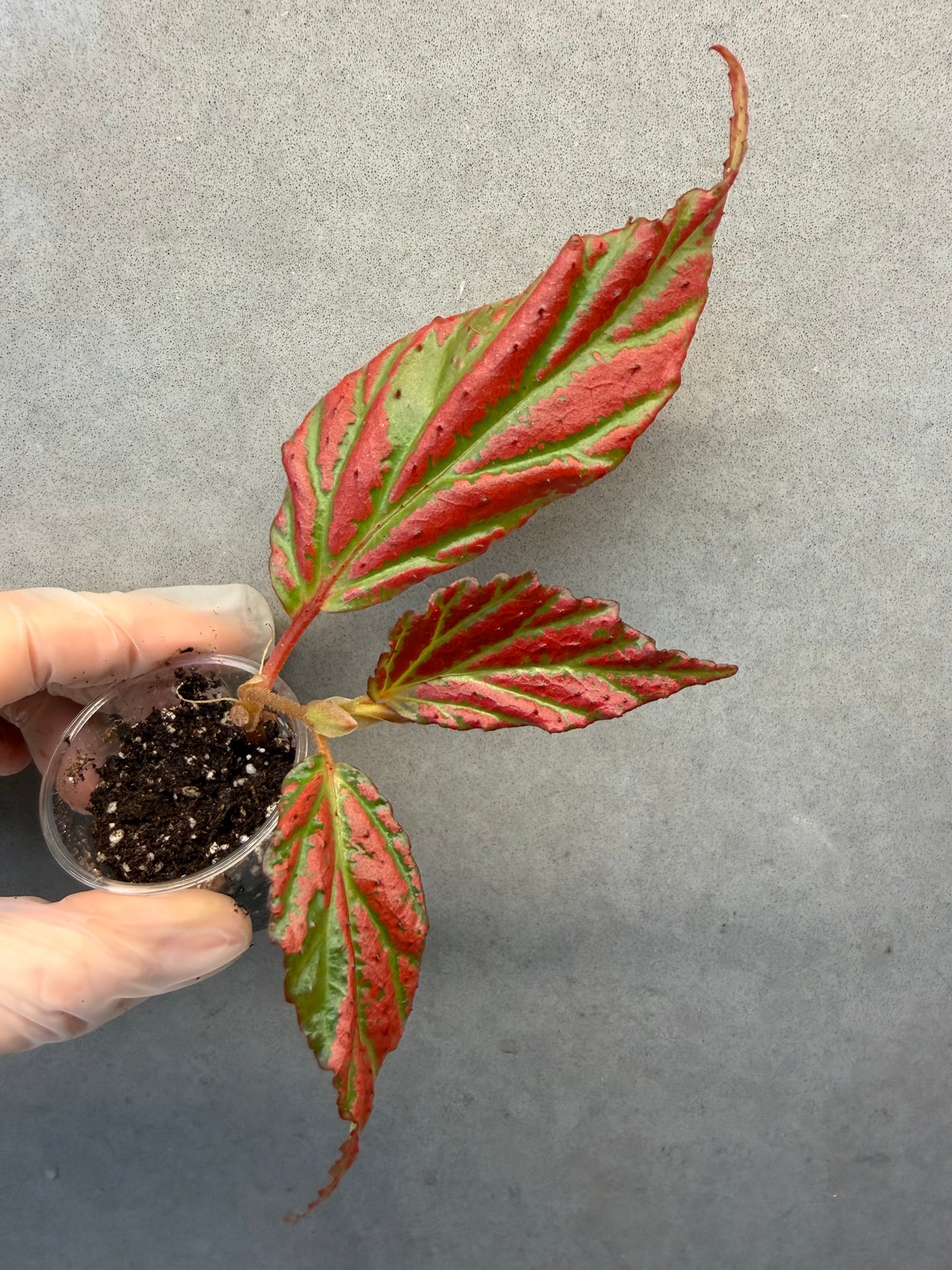 🌿Begonia sp. “Sabah Pink”