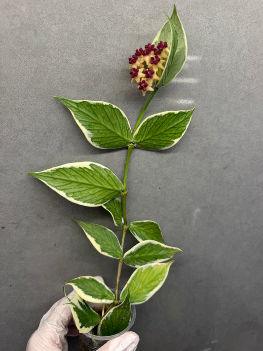 🌿 Hoya polyneura 'Outer Variegated'