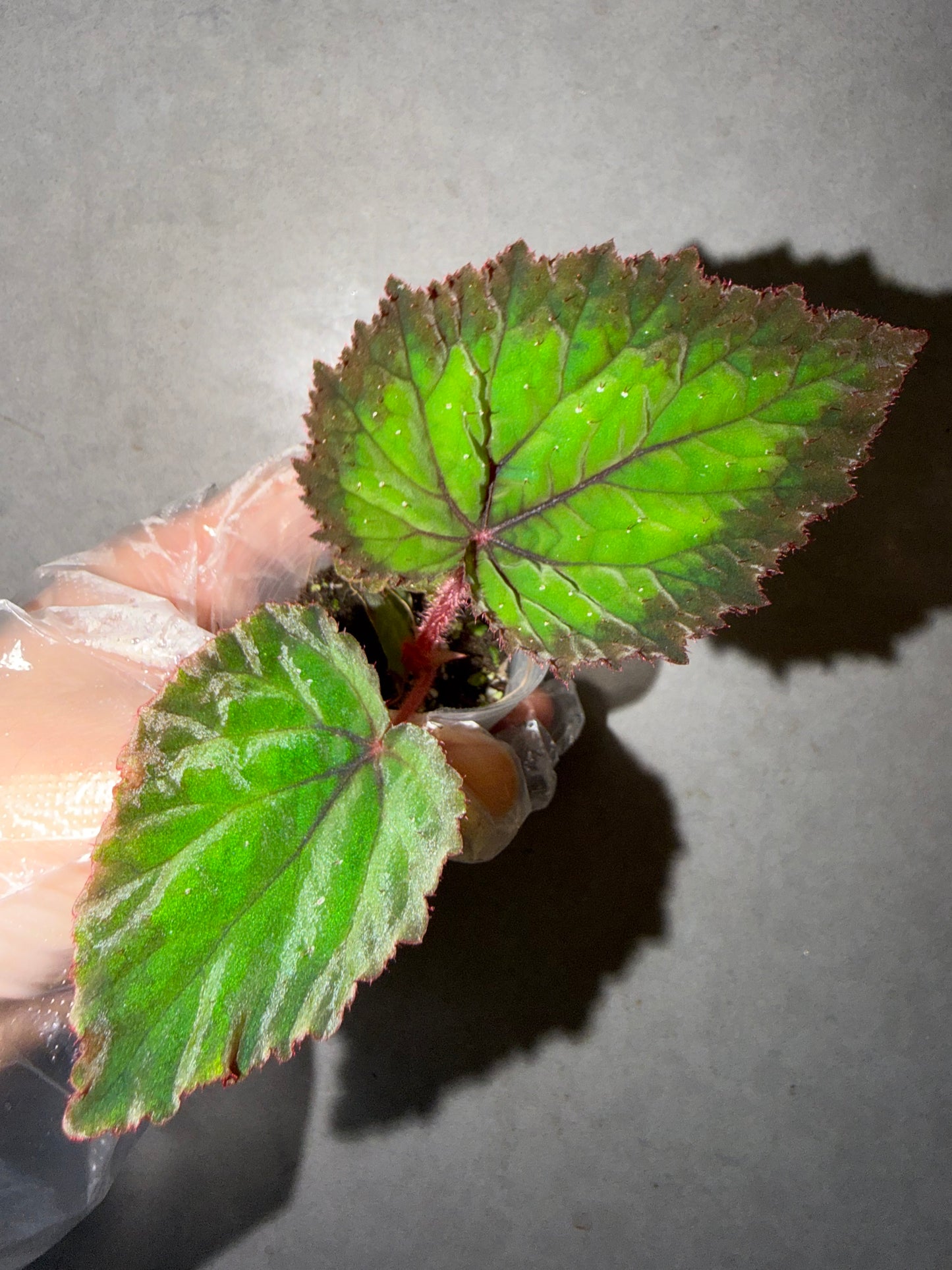 🌿Begonia NoID