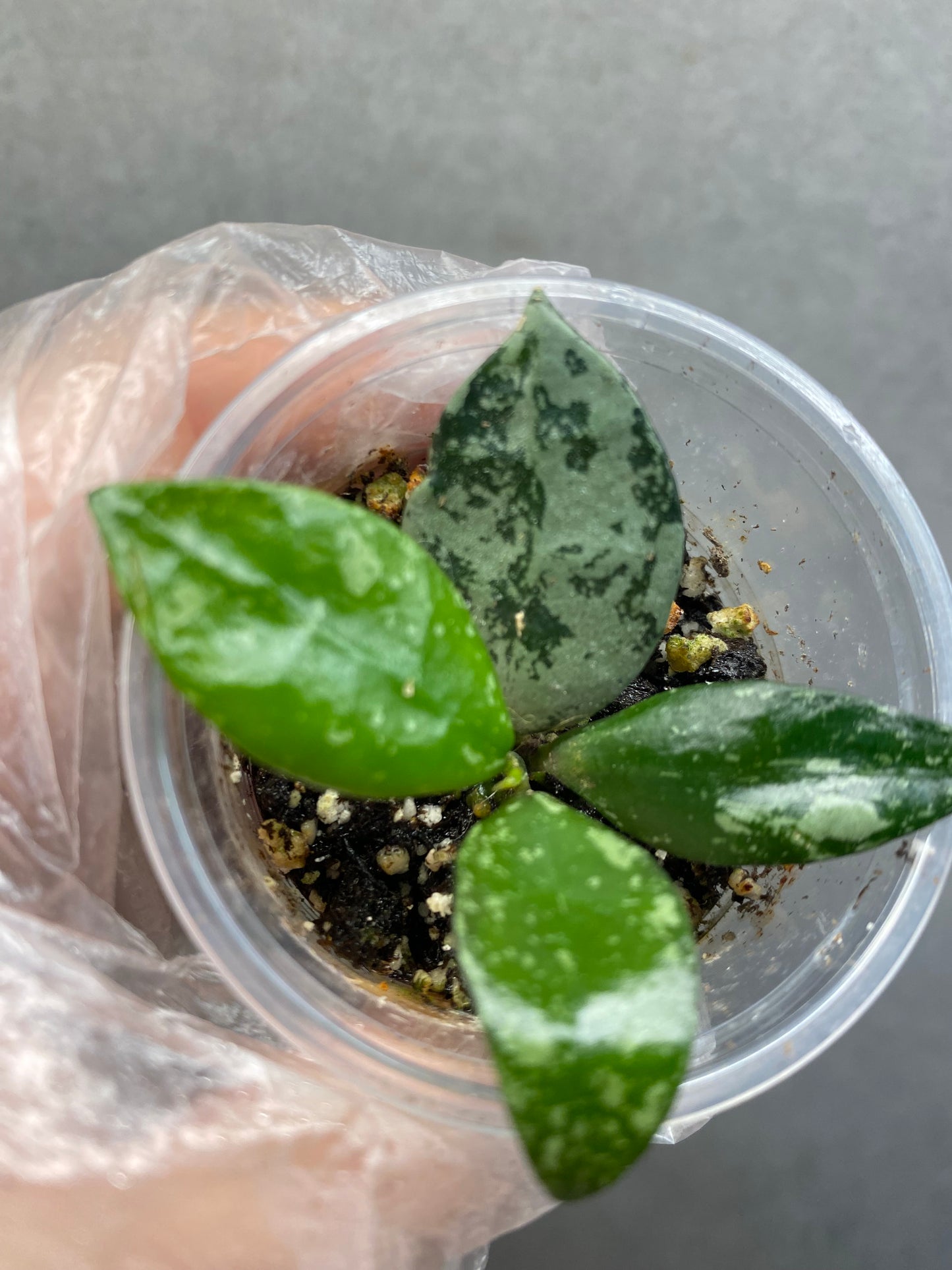 🌿 Hoya Combo (5 types)