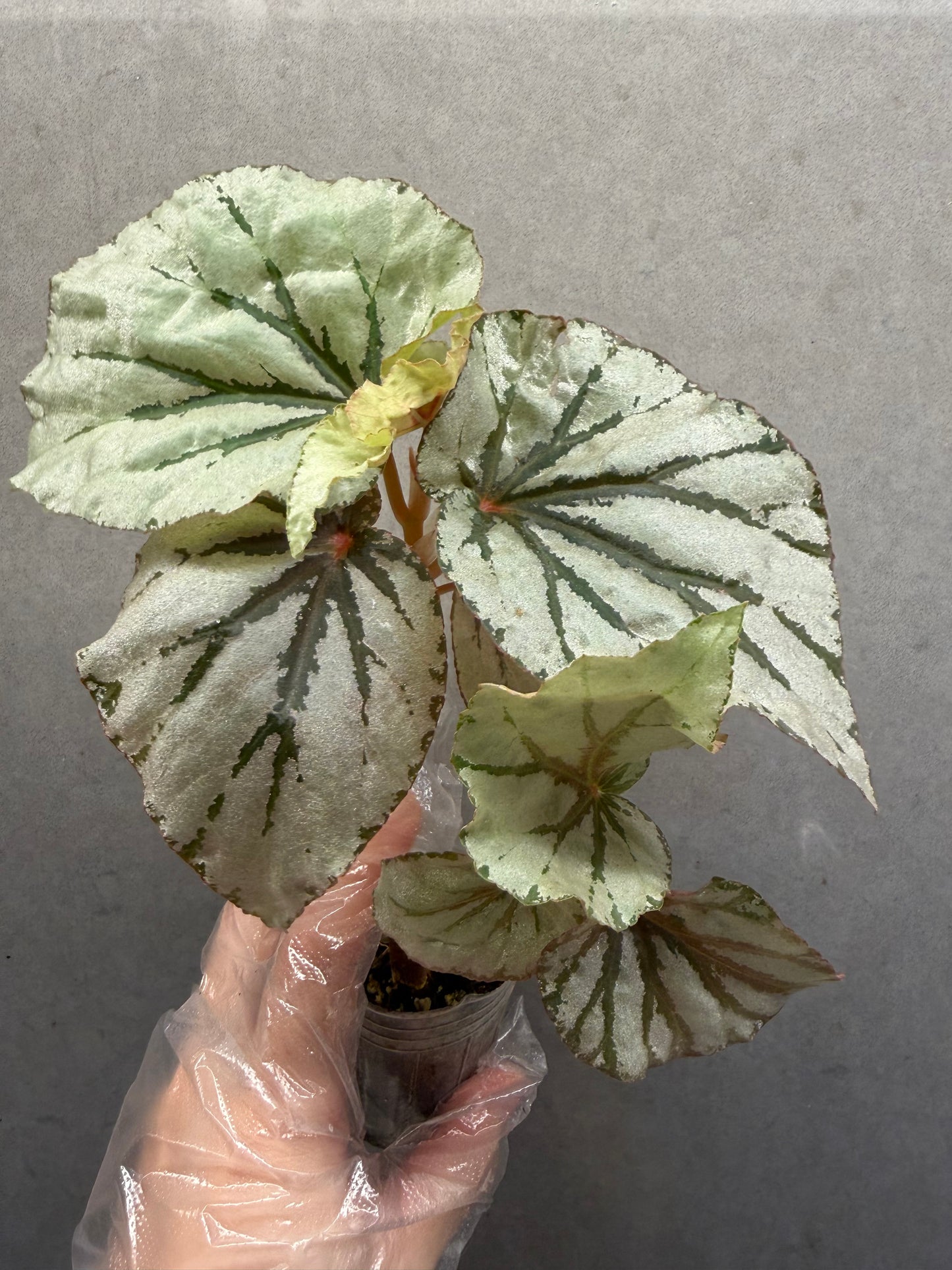 🌿Begonia looking glass（two plants）