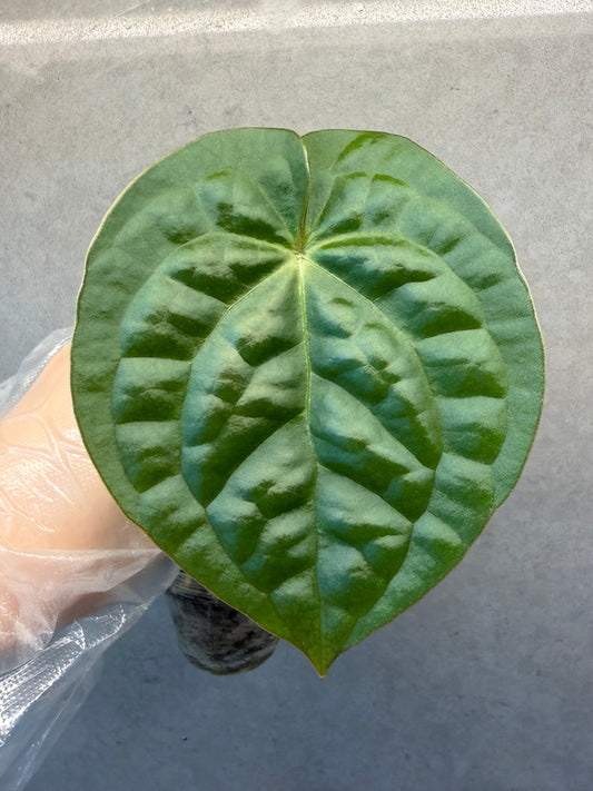 🌿 Anthurium Luxurians * Anthurium Black Crystallinum