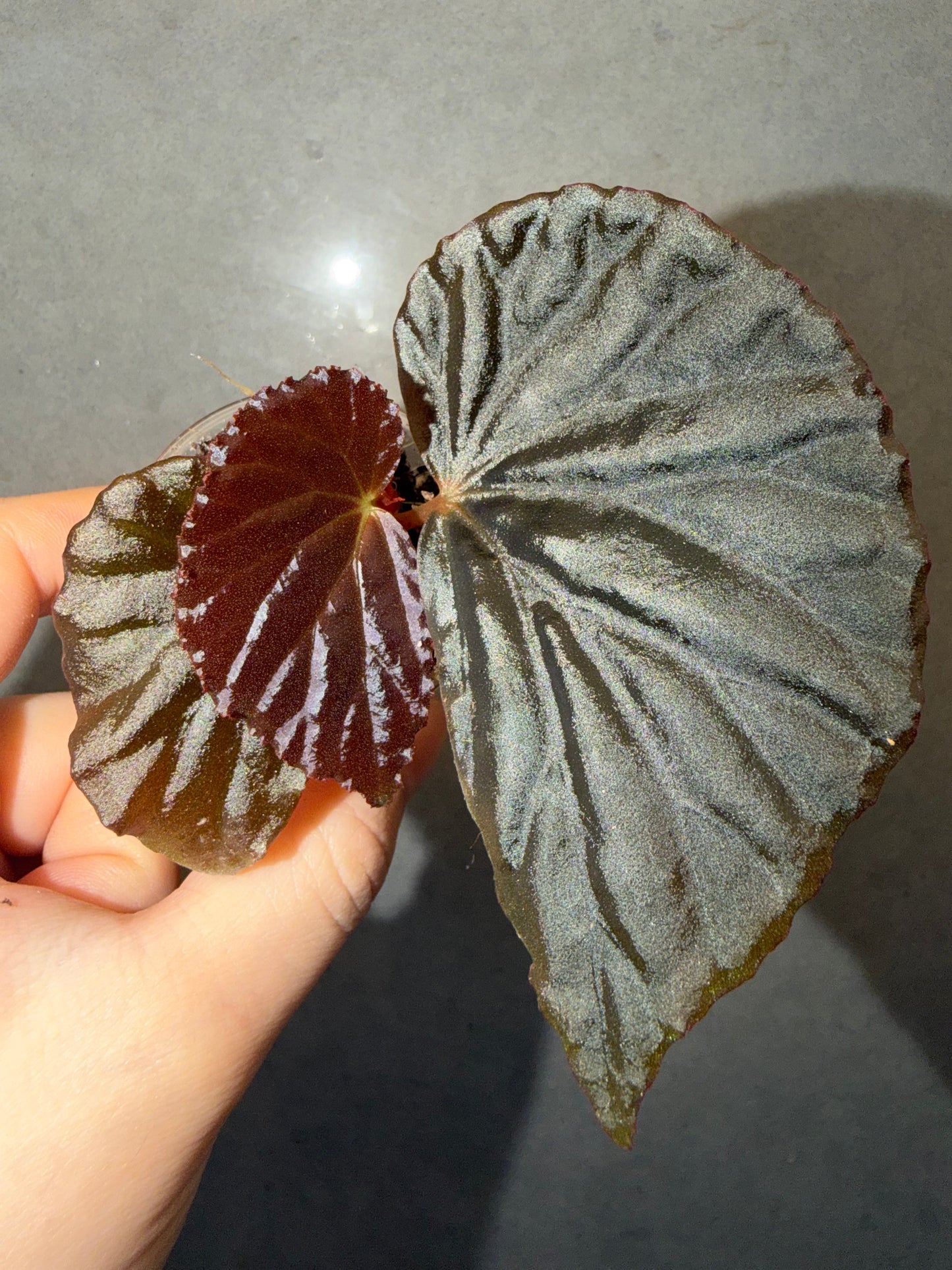 🌿Begonia Black Metallic