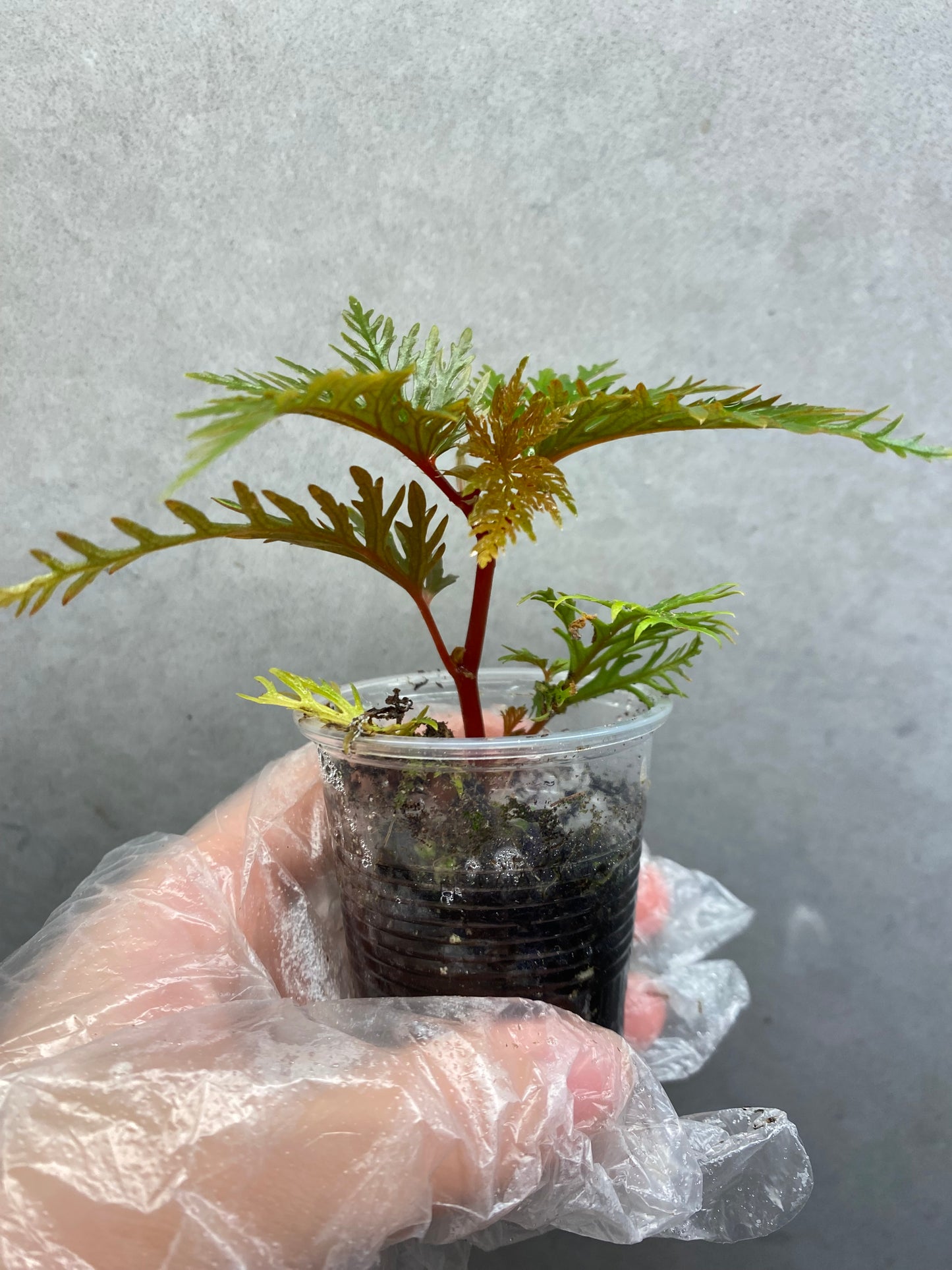 🌿 Begonia bipinnatifida