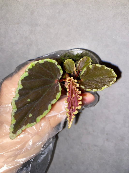 🌿 Begonia darthvaderiana