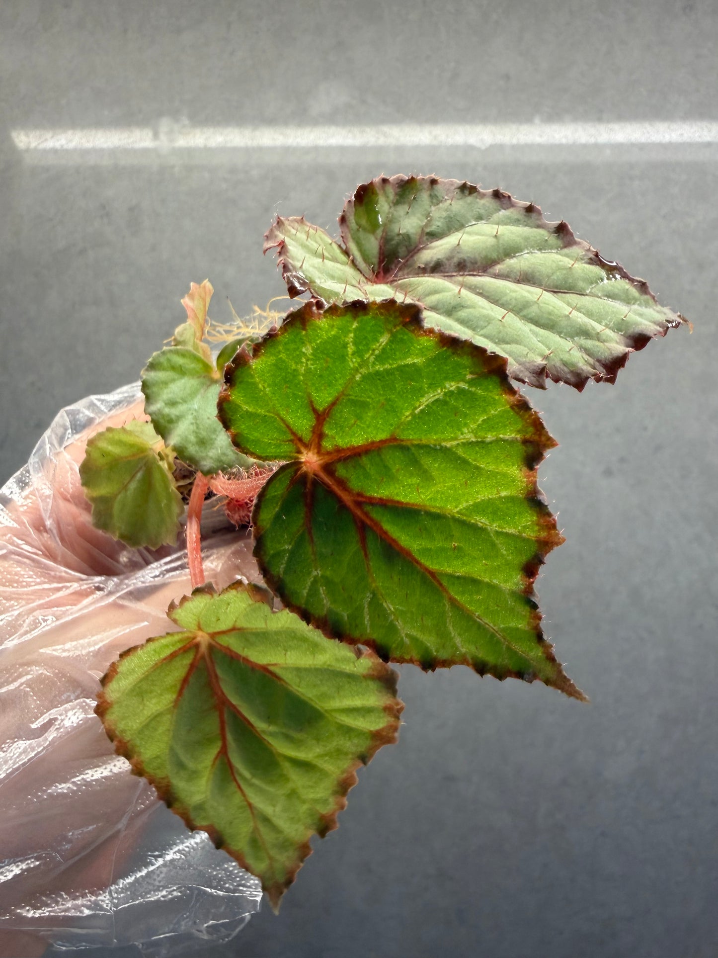 🌿Begonia 'Miss Louisiana