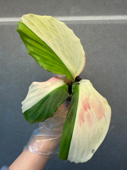 🌸Kaempferia pulchra Pink variegata