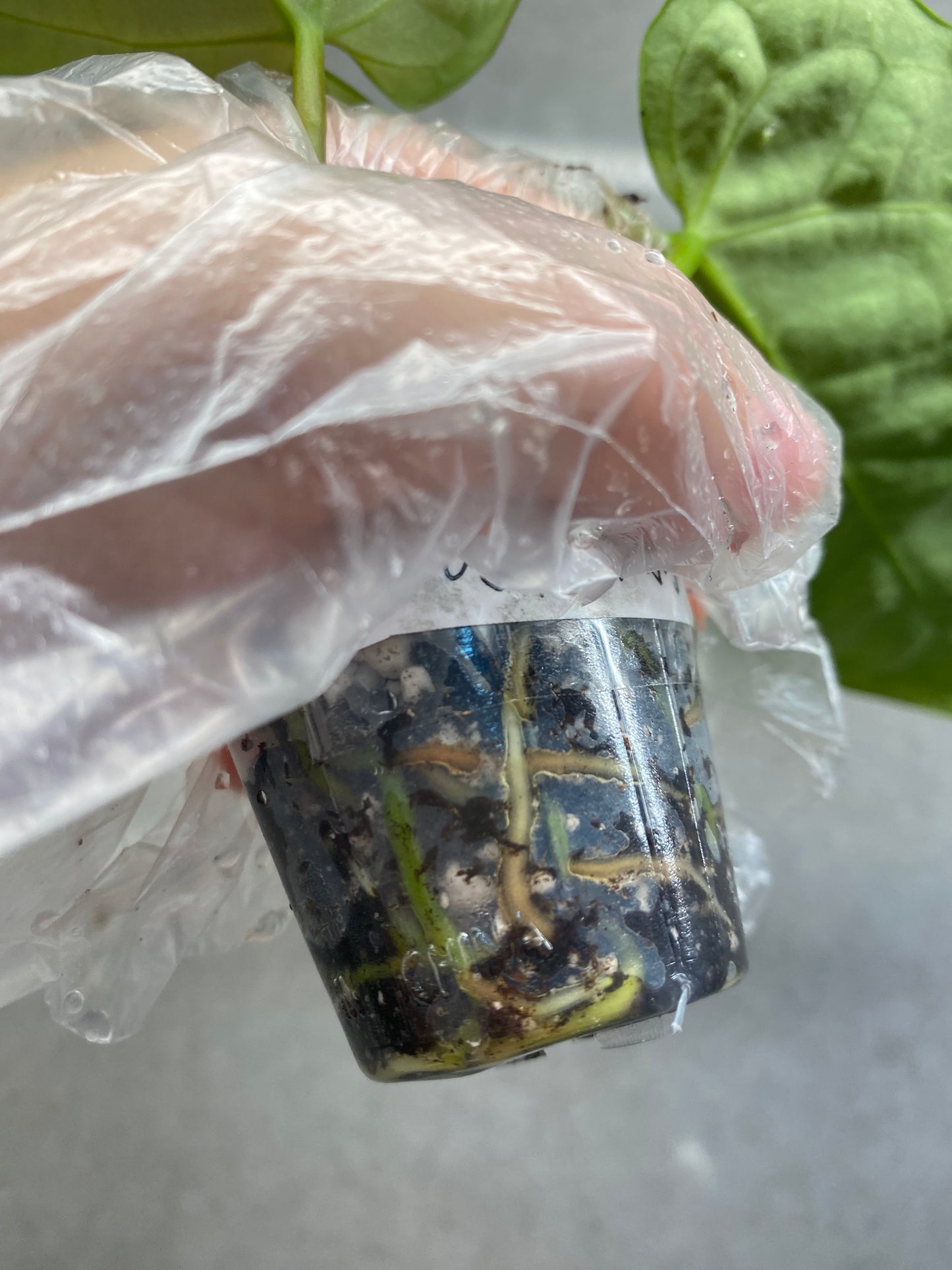 🌿 Anthurium KOS × Black Crystallinum