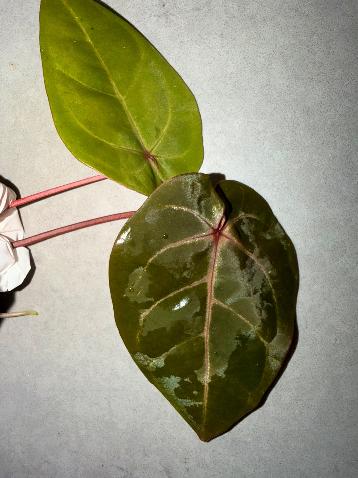 🌿Anthurium kos *Red Crystallinum （Premium）